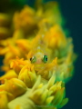   Yellow Green Ghost Gobi whipcoral whip-coral whip coral  